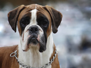 German Boxer - Portrait of the head