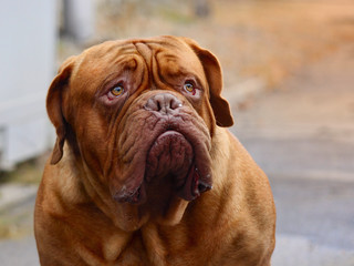 Dogue de Bordeaux - French mastiff - Beautiful dog