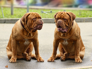 Dogue de Bordeaux - French mastiff - Beautiful dog