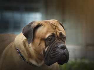 Dog Bullmastif - Head Portrait