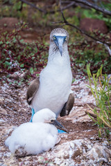 Blue footed boobie with chicks. This species is endemic to the Galapagos Islands