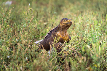 Galapago land iguana (Conolophus subcristatus) on North Seymour Island, Galapagos. It is mainly herbivorous, altohugh known to eat insects or carrion