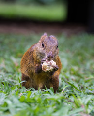 Red rumped Agouti, (Dasyprocta leporina), feeds on a seed, Amazon Rain Forest, Tambopata