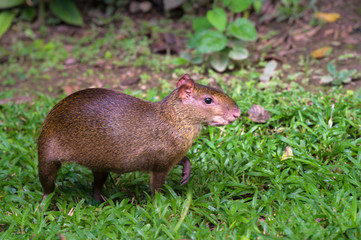 Red rumped Agouti, (Dasyprocta leporina), a common rodent to the Amazon Rain Forest, Tambopata