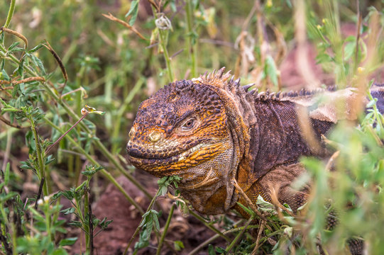 Galapago land iguana (Conolophus subcristatus) on North Seymour Island, Galapagos. It is mainly herbivorous, altohugh known to eat insects or carrion