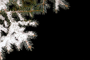Spruce branches sprinkled with snow on a black isolated background. Winter.