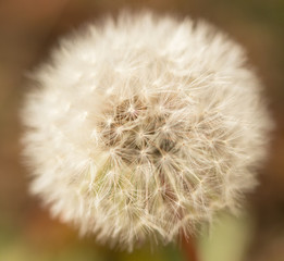 Fototapeta premium dandelion with seeds