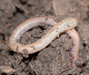 earthworm