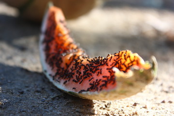 Ameisen essen Melone