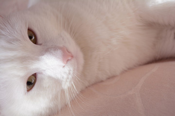 Fototapeta na wymiar white cat staring gaze, sincere feelings of devotion