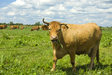 Big cow ruminating grass