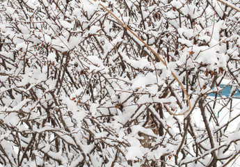 Snow covered branches.