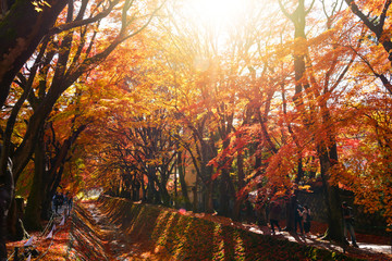 Fototapeta na wymiar the beautiful autumn color of Japan maple .leaves in Maple corridor (Momiji Kairo) at autumn season,Kawaguchiko, Fujiyoshida, Yamanashi, Japan