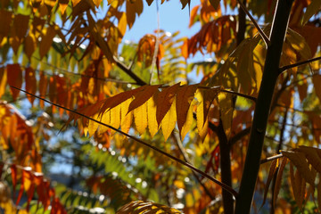 Beautiful autumn leaves / Beautiful autumn leaves on a tree in the forest