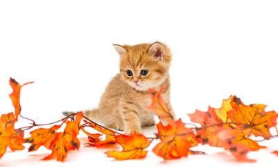 Little British kitten and autumn leaves