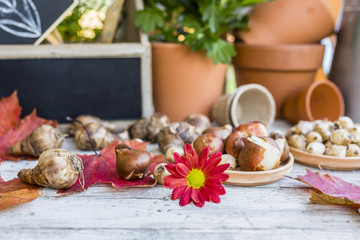 Naklejka na ściany i meble Flower bulbs and garden accessories for planting in the ground. 