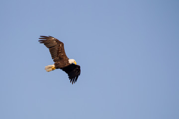 Weißkopfseeadler (Haliaeetus leucocephalus)