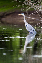 Graureiher (Ardea cinerea) im Naturschutzgebiet Mönchbruch bei Mörfelden in Hessen, Deutschland, Europa.