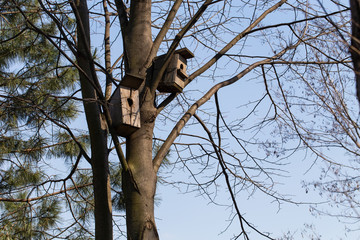 Fototapeta na wymiar Nesting boxes on a tree.