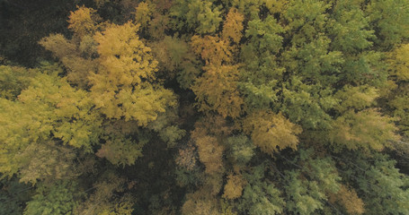 Aerial top view shot of autumn trees in forest in october