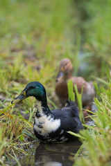 Enten am Bauernhof