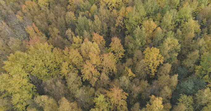 Aerial shot of autumn trees in forest in october