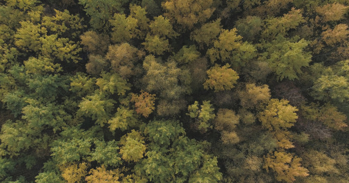 Aerial top view shot of autumn trees in forest in october