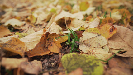 fallen autumn leaves on ground at the morning