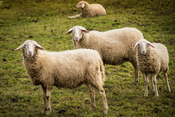 Naklejka na ściany i meble Sheep in Slovenian Countryside