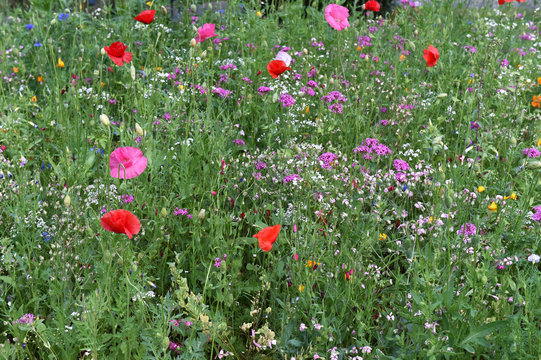 Streublumenwiese Images Browse 15 Stock Photos, Vectors, and Video