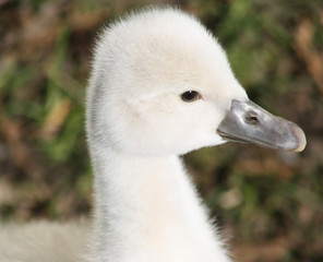 Profile of a baby Mute Swan - two days old
