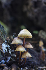 Small mushrooms in a forest of chestnut trees.