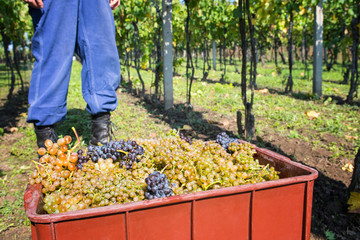 Red grapes in a vineyard on a sunny day.