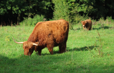 Highland cattle
