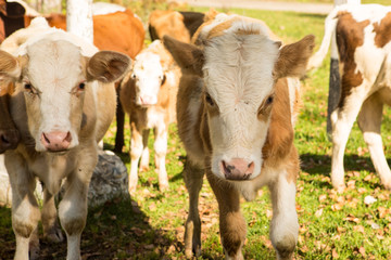 little curious calf walking on the road