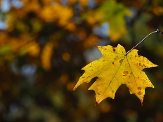yellow maple leaf during fall foliage