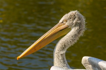 Great white pelican portrait close up, Pelecanus onocrotalus
