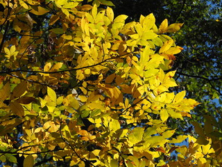 yellow leaves fall foliage