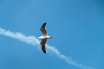 a albatross or seagull spreading its wings and  flying right into the sun