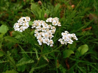 The white blooms in grass in forest