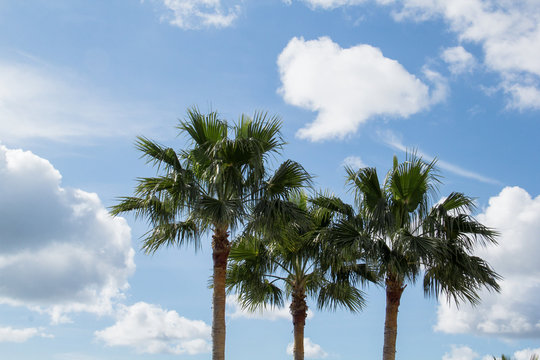 3 Coconut palm trees against light blue cloudy sky