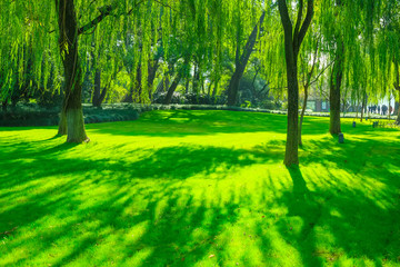 Naklejka premium Park woods
