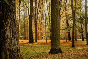 Obraz premium autumn leaves on grass