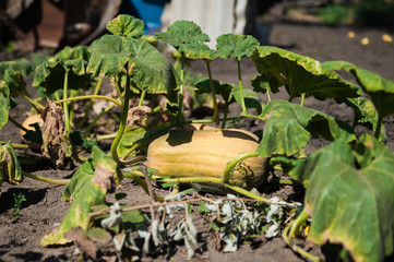 How does a pumpkin grow in the garden. Beautiful pumpkin.