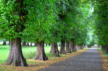 Wollaton park Nottingham Nottingham, UK, England..