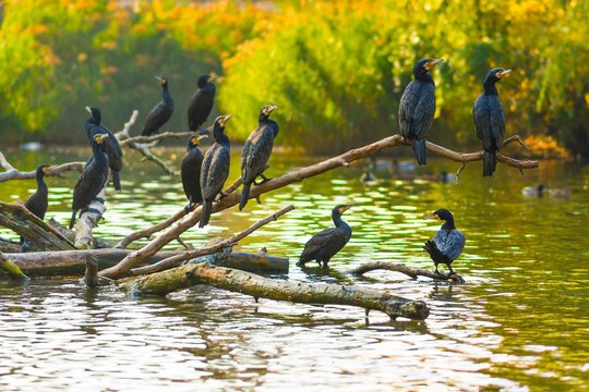 Black cormorant birds sitting on banches in autumn