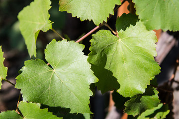 The leaf of vineyard on a sunny day.