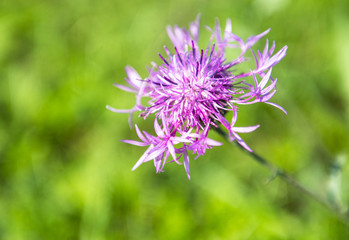 Purple flower on a meadow at sunny day.