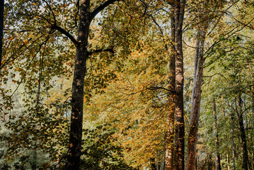 autumn leaves on grass