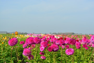 Obraz premium Field of Dahlia flowers